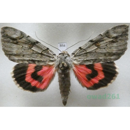 Catocala electa (Vieweg, 1790) Hungaria86a